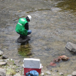 El OEFA interviene en denuncia por peces muertos encontrados en dos ríos de Puno