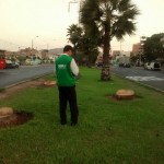 OEFA interviene en denuncia por tala de aproximadamente 36 palmeras en el distrito de Los Olivos