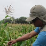 OEFA detecta los primeros campos de cultivo en el Perú con Organismos Vivos Modificados (OVM) e impone medidas administrativas